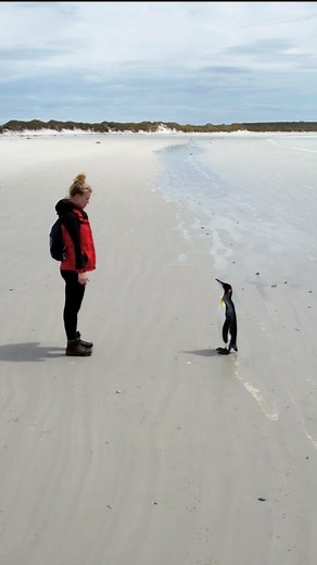Alex Outhwaite - Travel TV Host 🌎 🎥 on Instagram: "Still not over this - King Penguin, Falkland Islands #falklandsislands #falklands #thefalklands #trending #trendingaudio #trendingsongs #feelkaroreelkaro #natgeo #beautifuldestinations #natgeotravel #amazingdestination #amazingplaces #wildlife"