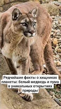 Rarest facts about the planet's predators: polar bear and puma in unique natural discoveries #ani...