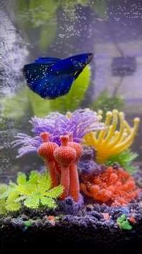 My first fish tank set up 🇺🇸 #ritishpasala #teluguusa #usateluguvlogs #fishtank #bettafish