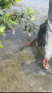 Primitive Crab Hunting | Barehanded Catching of Giant Mud Crabs #fishing #fishinglife #flyfishing #bassfishing #fishingtrip #fishingislife #carpfishing #fishingaddict #fishingdaily #fishing🎣 #troutfishing #predatorfishing #fishingisfun #fishingforlife #goprofishing #fishingadventure #fishingdays #fishingcommunity #fishingislife🎣 #fishingtime #fishingdock #fishingday #fishingboat #saltwaterfishing #kayakfishing #spearfishing #sportfishing #icefishing #pikefishing #lurefishing | Ahlik Fishing