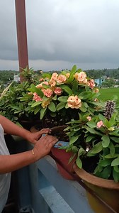 19K views · 464 reactions | Euphorbia Milli flower care and tips ☘️ | Pabitra Garden | Facebook
