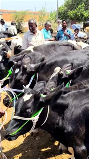 ஒரு வருடம் ஆன HF கிடாரி கன்றுகள் குண்டடம் மாட்டு சந்தையில் விற்பனைக்கு கிடைக்கிறது