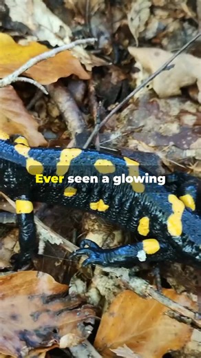 43 reactions | Spotted Salamander! | Fairly Odd Facts | Facebook