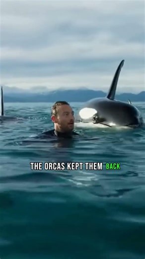 Kayaker Capsizes... ORCA Pod Does the Unthinkable 🐋 #wildliferescue #animals #viral
