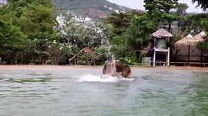 366K views · 9.2K reactions | On rainy days, let's play in the private swimming pool # Kham San said#elephantthailand #fyp #elephants #elephanttiktok #Thailand #elepahntlove #happy #elephantlovers #SamuiElephantSanctuary #kohsamui #elephant | Samui Elephant Sanctuary | Facebook