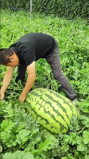 Can you guess the world's largest seed? #facts #plants