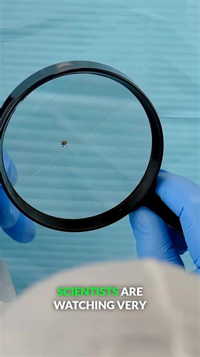 55K views · 414 reactions | This tiny parasite is spreading faster than anyone expected #longhorntick #parasite #nature #bravewilderness | Brave Wilderness | Facebook