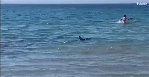Dramatic moment shark chases woman who try to run for her life