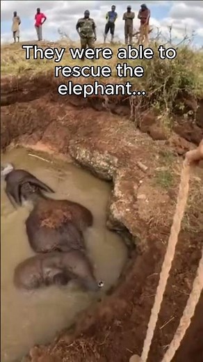 Elephant Rescued with Ropes After Flood | Baby Elephant Leads Hero to Mom 🐘❤️