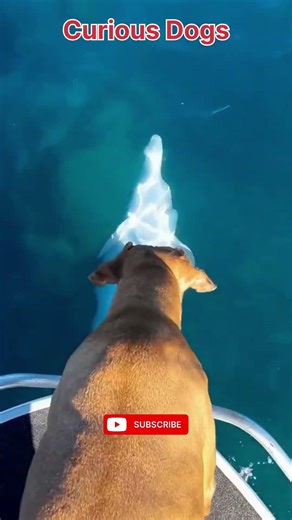 Hilarious Curious Dogs Compilation: Funny Dog Activities With Pink Panther Vibes, Spying & More!