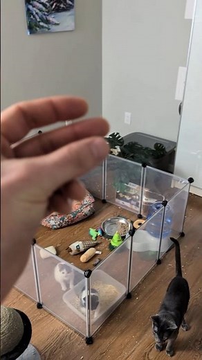 taking down kitten jail #fostering #catshorts