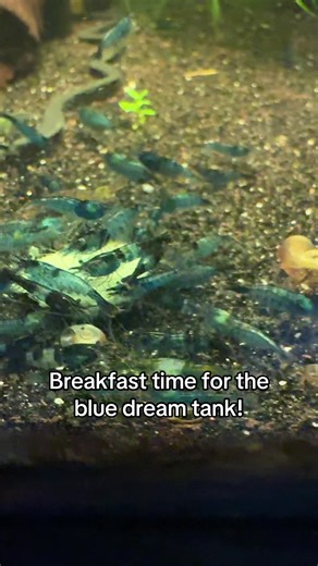 Blue Dream Tank Freshwater Shrimp Feeding Experience