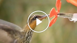 How Hummingbirds Drink