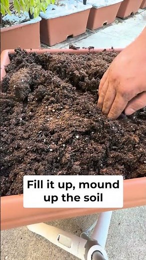 Growing root & vegetable crops has never been easier!🥕🌱#ContainerGardening