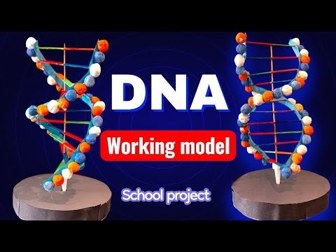 🧬 DIY DNA Model Using Popsicle Sticks & Clay Balls | Easy Science Project for School