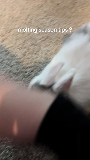 the basics : regular brushing, high fiber diet and monitoring fur blockages. #sheddingseason #fyp #fypシ #fypシ゚viral #freeroamrabbit #freeroambunny #bunny #sillyrabbit #rabbitsoftiktok #bunnysoftiktok #cutebunny #cute #pets