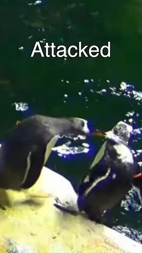 Footage from @kansascityzoo Penguin Cam shows penguins, routinely chasing, attacking and plucking the feathers from another penguin, yet #kansascityzoo refuses intervene on behalf of the victim. #captivity #captivitykills #animalcruelty
