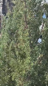 Black Stallion Meets Feisty Filly! #wildhorses #horses #stallion #wildlife #Arizona | Friends of the Heber Wild Horses