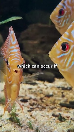 How to Keep Discus Fish Happy in Groups 🐠