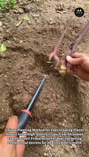 Amazing Way to Plant Roots for Faster Growth #shorts