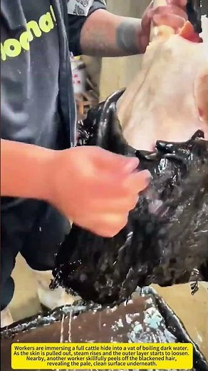 Cattle Dehairing Process — Skill in the Boiling Vat！
