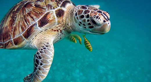 How Long Can Sea Turtles Stay Underwater? (With Pictures and Video) | Turtle Owner