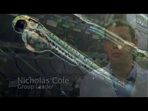 Laboratory of Development and Disease Models in Zebrafish