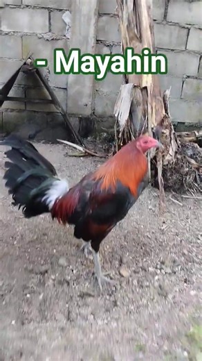 Mayahin #shorts #manok#chickenbreeds #chicken #rooster #ayam #gallos