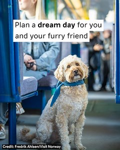 127 reactions · 9 comments | Pack your bags and a leash!  see how bringing your your dog can enhance your exploration and stay in Norway ️ | Visit Norway | Facebook