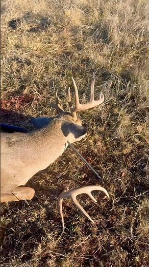 Nebraska Buck Broke His Antlers!! #hunting #deer #buck #goals