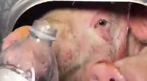 Join Los Angeles Pig Save at our vigil for the start of April. RSVP here to get important details about the vigil https://www.facebook.com/events/590304091163316/ The guest list is hidden for attendee privacy. Our vigils every month have between 60-120 guests. Pig trucks do not go into Farmer John on Friday or Saturday night. We are the original pig save in Los Angeles bearing witness to young pigs severely dehydrated and going to their terrifying deaths at Farmer John, where 6,000 pigs no more 