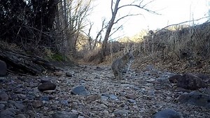 STEALTH. Watch this video of a bobcat successfully catch its next meal around the 48 second mark. Like other native cats, bobcats hunt by stealth rather than engaging in long chases. They primarily eat rabbit but will eat mice, voles & birds. 📹: Instagram's FerbozaPhoto | Colorado Parks and Wildlife