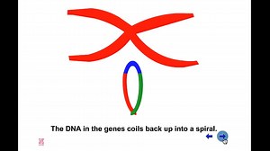 DNA and DNA Extraction
