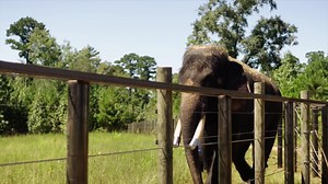 1.4K reactions · 449 shares | This month, Georgia Outdoors returns with three new episodes beginning Wednesday, May 11 at 7:30 p.m. Explore Georgia’s first Elephant Sanctuary on May 11 and then enjoy future episodes such as “Sing to Nature” and "Travels with Jessi," where host Sharon Collins takes a roadtrip through Georgia with her dog, Jessi. | Georgia Public Broadcasting | Facebook