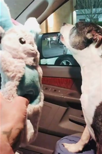 Bambi..meets his new Walmart toy… and he’s NOT holding back! 😂🐶🧸 #puppylife #dogtoy #BambitheBoss