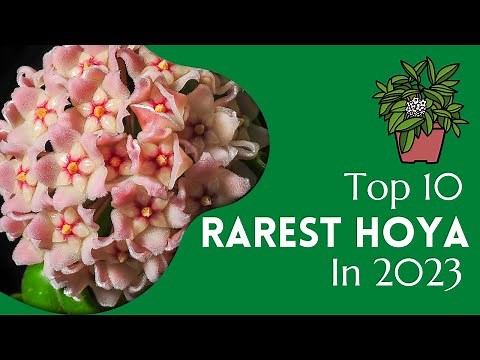 10 Rare Hoya in 2023 | Ultra Rare Hoya varieties | Rare Houseplant List