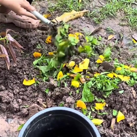 How To Propagate Mangos Trees And Java Plum With Eggs And Aloe Vera | Tree Garden