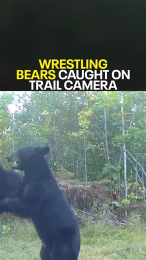A trail camera in Burnett County, about 40 miles south of Superior in northwest Wisconsin, captured footage of two black bears wrestling in the woods. | Fox 9