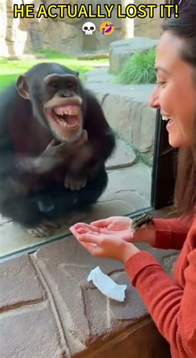 CHIMP CAN'T STOP LAUGHING! 🤣 Magic Trick Gone Wild #ChimpReaction #MagicTrick#Wholesome#FunnyAnimals