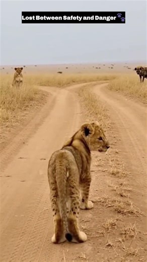 POV: The cub hesitated between two paths 😳