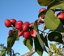 Protium (plant) - Alchetron, The Free Social Encyclopedia