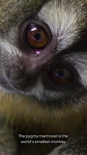 CrazyFacts | Daily Mind-Blowing Facts You Didn’t Know 🤯🌍 #CrazyFacts #DidYouKnow #InterestingFacts