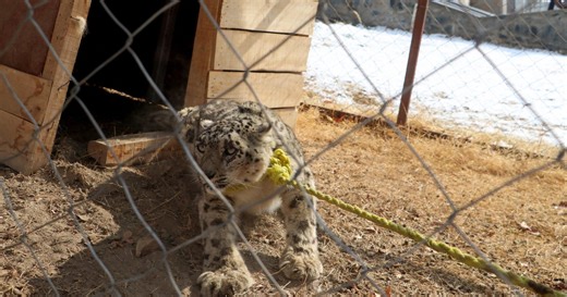 Hidden cameras help save snow leopards