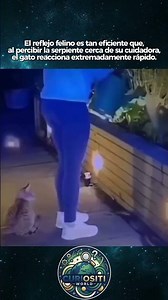 The Feline Reflex: How a Cat Protects Its Caretaker from a Snake