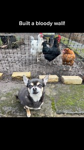 103K views · 3.5K reactions | Was that the middle finger young man郎 #chicken #chickens #chook #chooks #chickensof #hen #hens #doggodoggi | destinyschis | Facebook