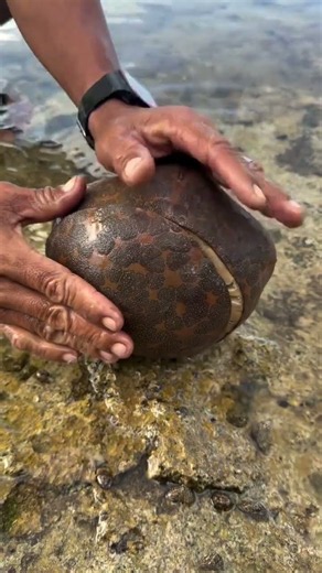 What’s Inside This Mysterious Sea Shell? 😱 🌊 #shorts #seafood
