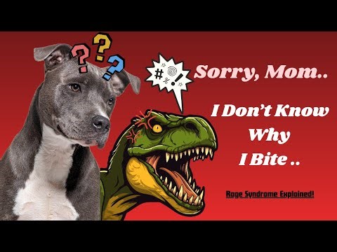Rage Syndrome In Dogs – How Much Do You Know About?