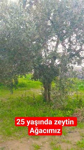 zeytin bahçemiz 25 yaşında #köy #fruit #organikmeyve #olive #doğa