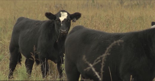 This Week in Agribusiness, February 7, 2026