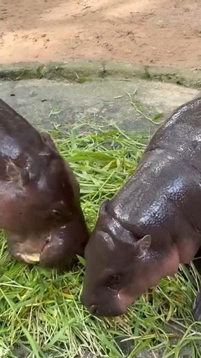 Moo Deng Viral Hippo | Khao Kheow Open Zoo Thailand #moodeng #zoo #hippo #animal